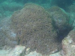 オオナガレハナサンゴの画像