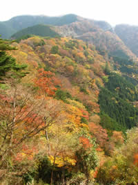 城ヶ森山の写真