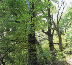 和泉葛城山のブナ林の写真