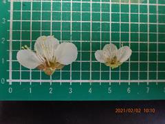 梅不完全花