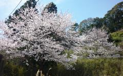 学校の裏手に咲く桜