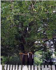 熊野速玉大社の「ナギ」の高木の写真