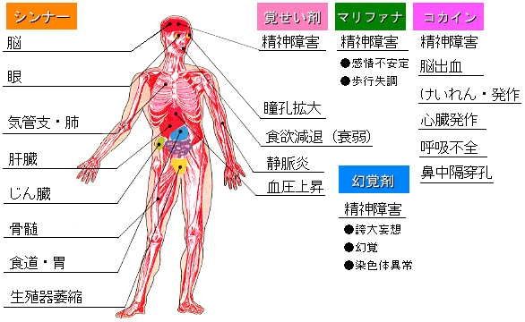 シンナー 体 へ の 影響