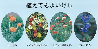 不正大麻 けし撲滅について 和歌山県