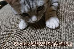 爪とぎ