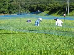 水稲奨励品種決定調査の画像