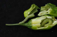 シシトウ果実を加害するオオタバコガの幼虫の画像