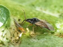 アザミウマを捕食するヒメハナカメムシ幼虫の画像