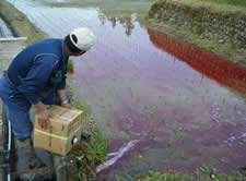 梅調味廃液による水田雑草管理の画像