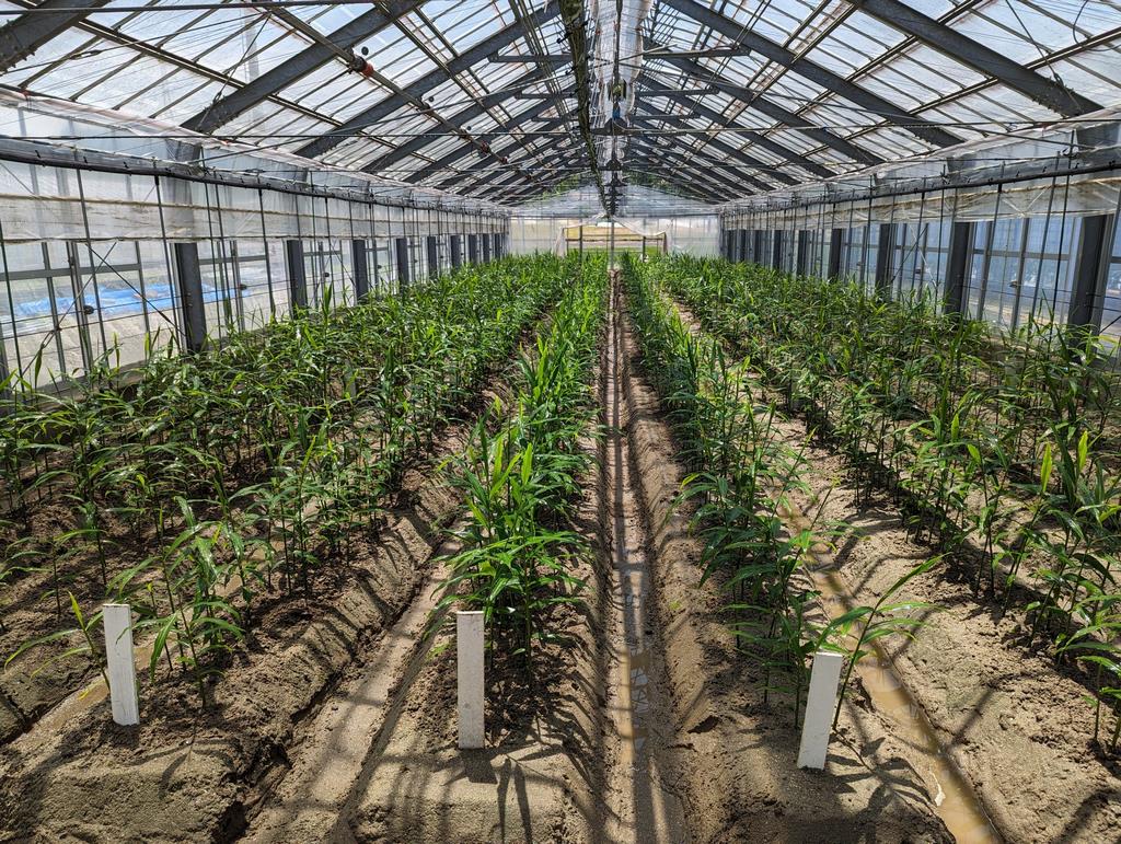 ショウガ栽培試験の様子