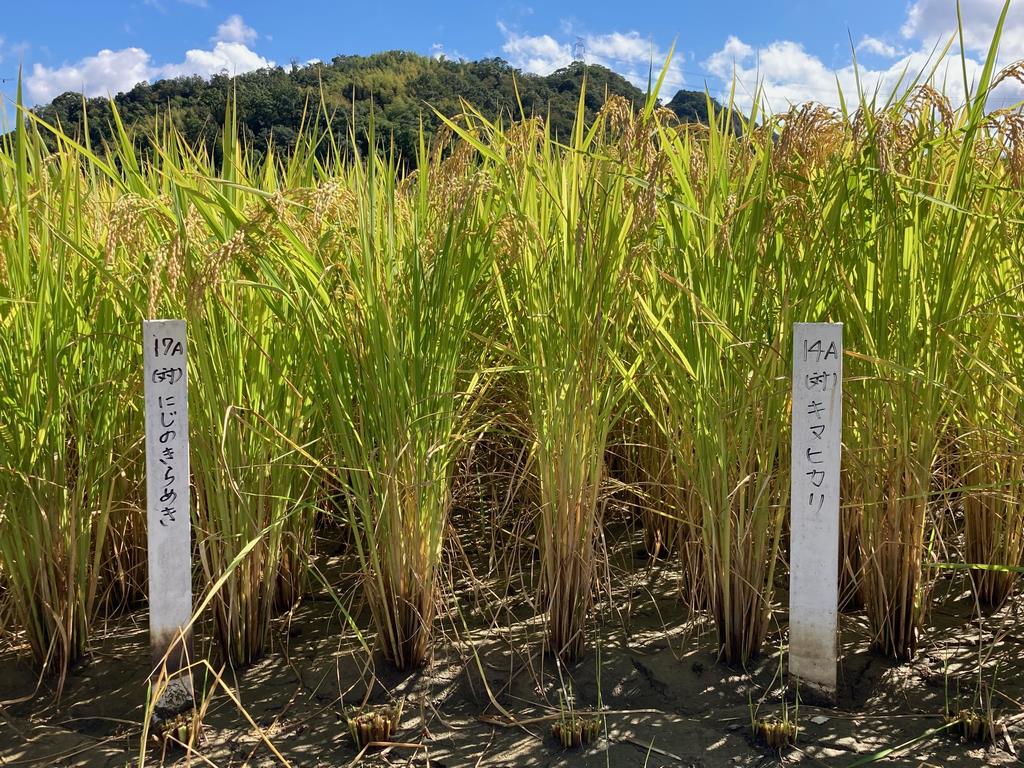 和歌山県水稲奨励品種のにじのきらめき（左）とキヌヒカリ（右）