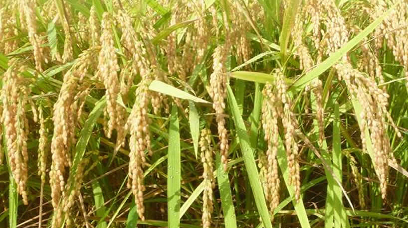 新水稲奨励品種「つや姫」の写真