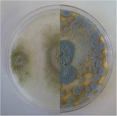 緑かび病菌（左）との培養性状の比較の写真