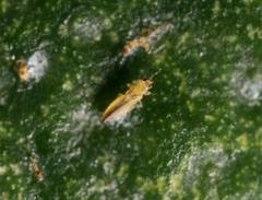 チャノキイロアザミウマ成虫の写真
