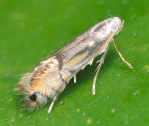 ミカンハモグリガ エカキムシ 和歌山県