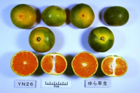 YN26の写真