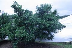 250623siranui