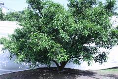 260511siranui