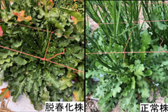 温暖化に対応したスターチスの安定生産技術の開発