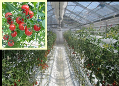 土耕でのミニトマト栽培における日射比例潅水技術の開発