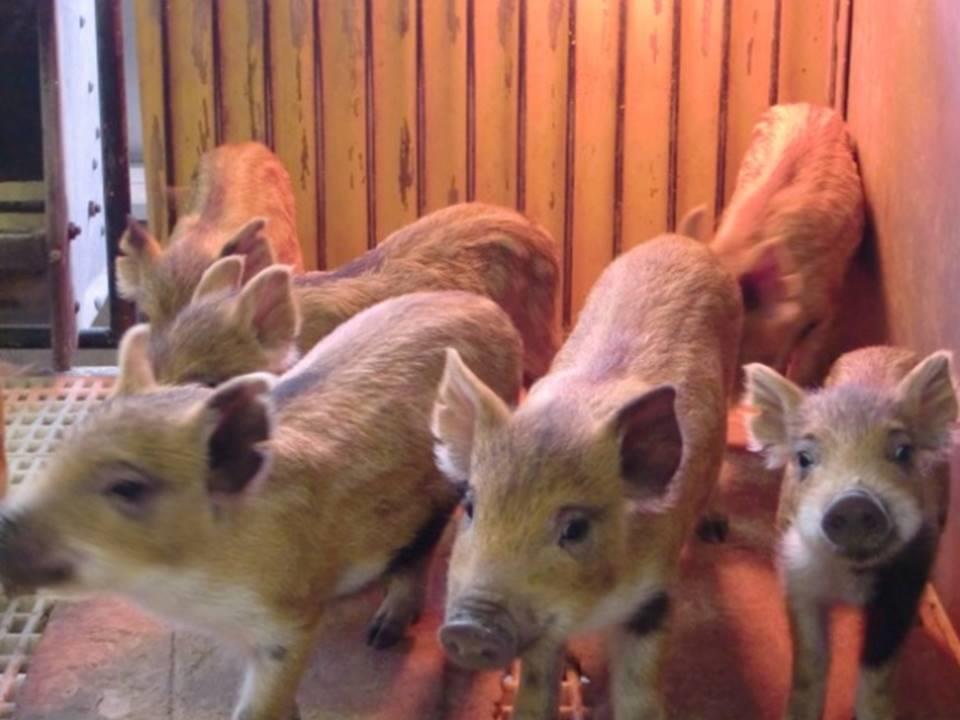 イノブタ紹介 | 和歌山県