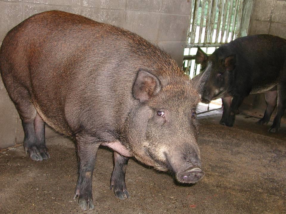 イノブタ肉のおいしさアップ~筋肉内脂肪を増やす技術~ | 和歌山県