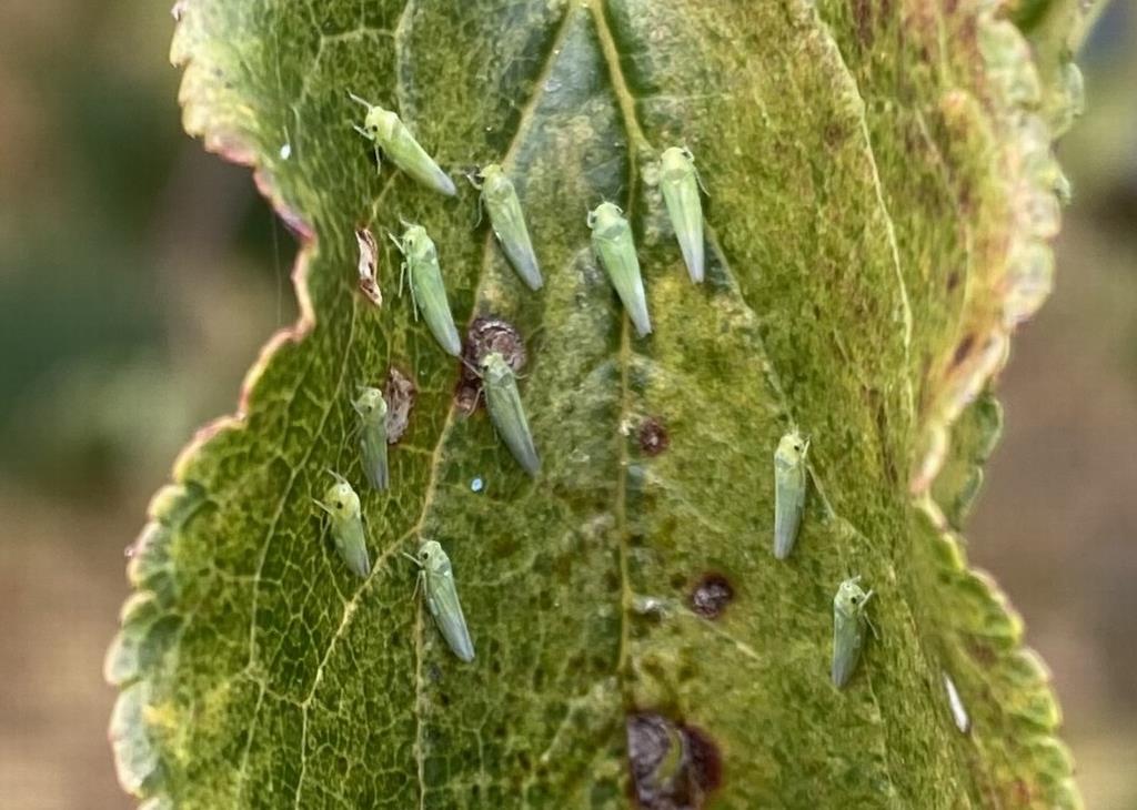 成虫大量