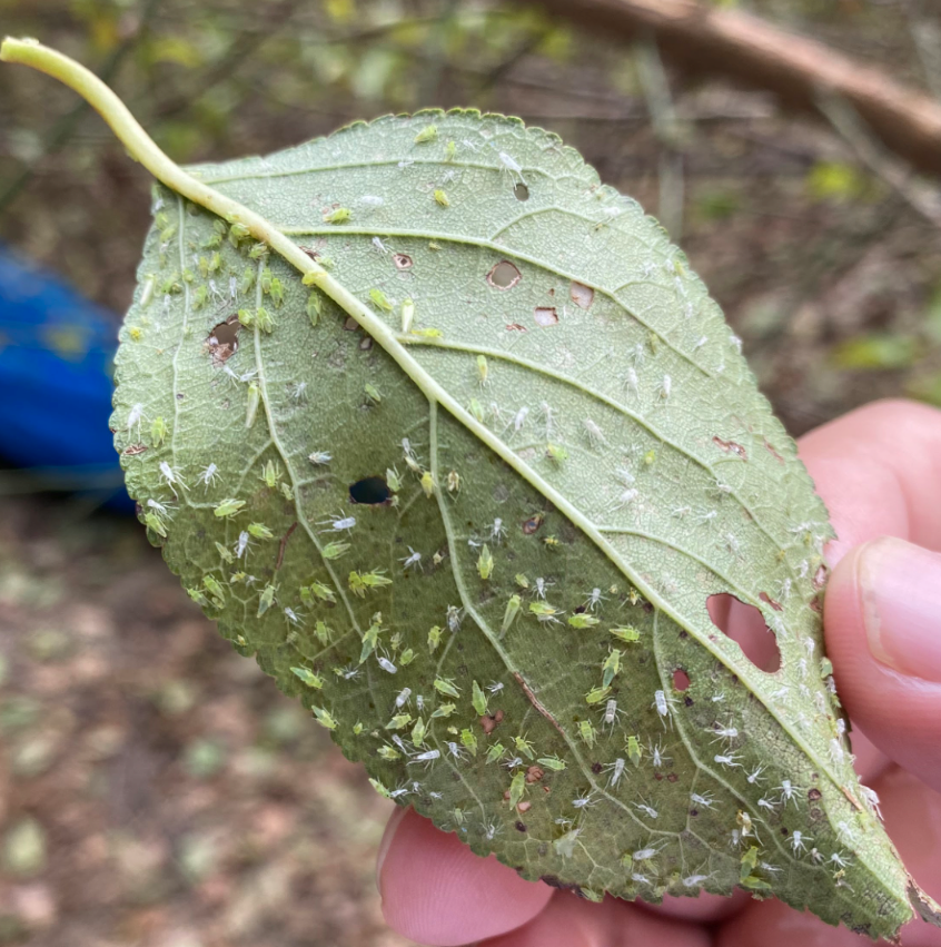 幼虫大量