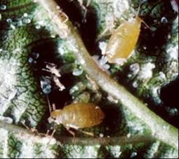 ムギワラギクオマルアブラムシ成虫の写真