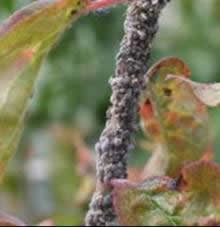 オカボノアカアブラムシの枝への寄生状況の写真