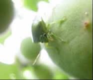 果樹カメムシ類の写真