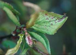 かいよう病の葉の病斑の写真