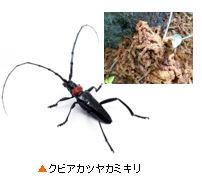 kubiakatsuyakamikiri