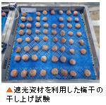 umeboshishikenn