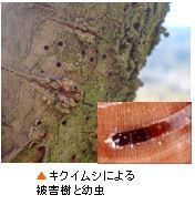 kikuimushi