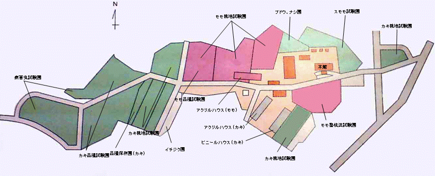 かき・もも研究所場内見取り図の画像