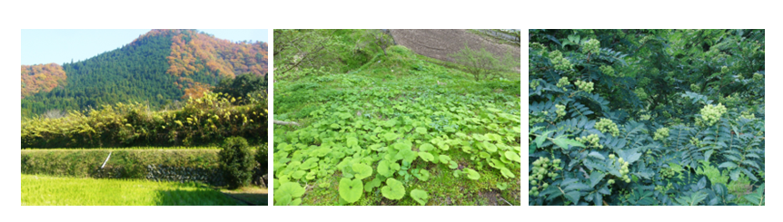 ぶどう山椒