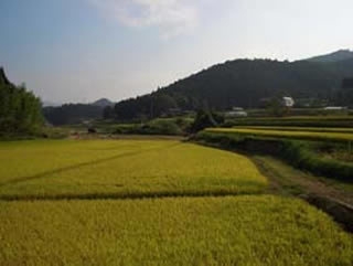 水田風景