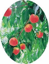 桃の写真