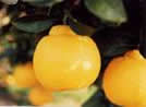 三宝柑の写真