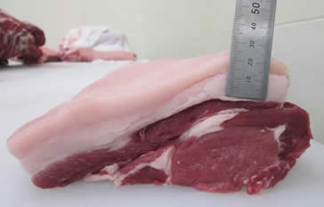 Aランクのイノシシ肉の写真