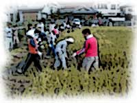 稲刈り体験の写真