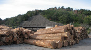 木材価格の動向についての写真