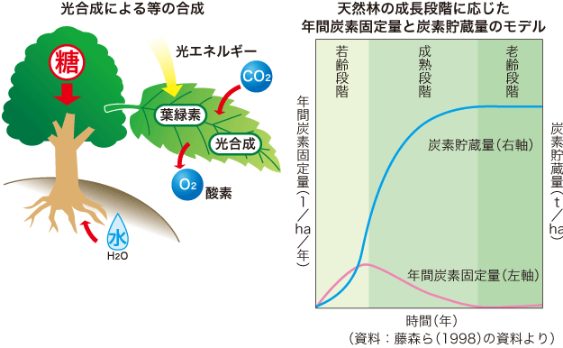 森林は二酸化炭素を吸収して蓄えますの画像