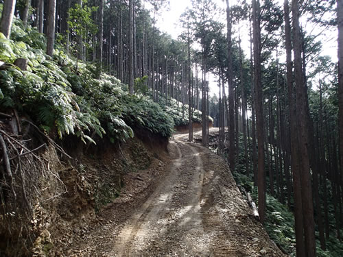 和深鶴川線内作業道の画像