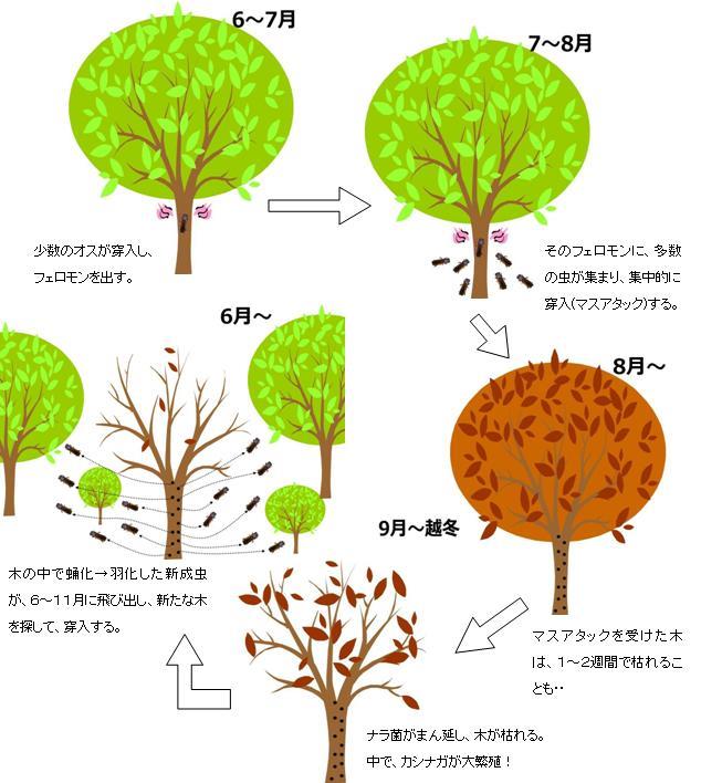 ナラ枯れのメカニズム