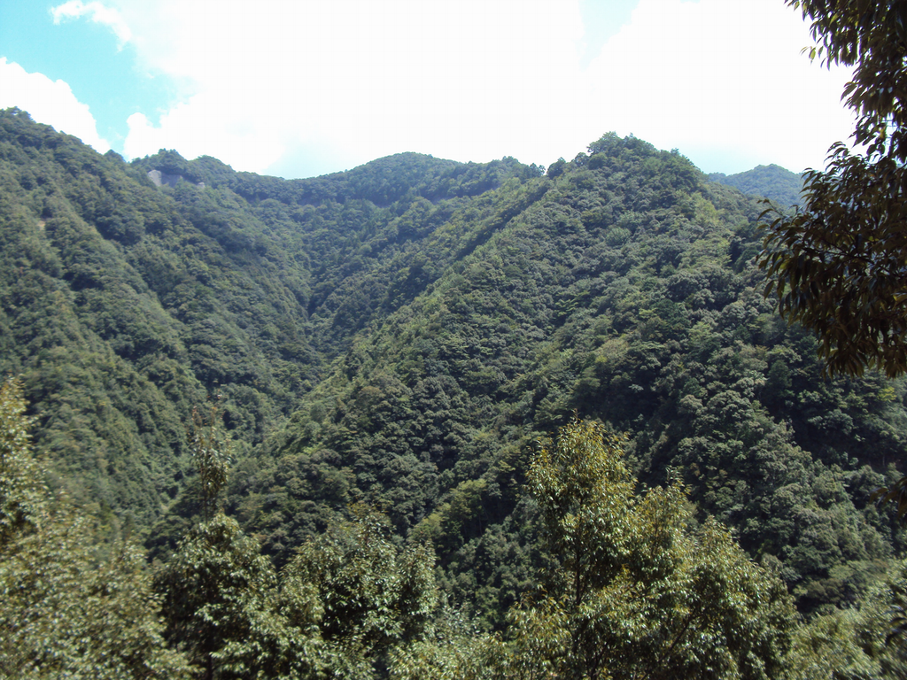 大塔山周辺の山林（古座川町）