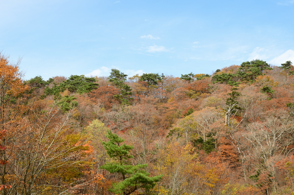 護摩壇山周辺の山林（田辺市・有田川町）