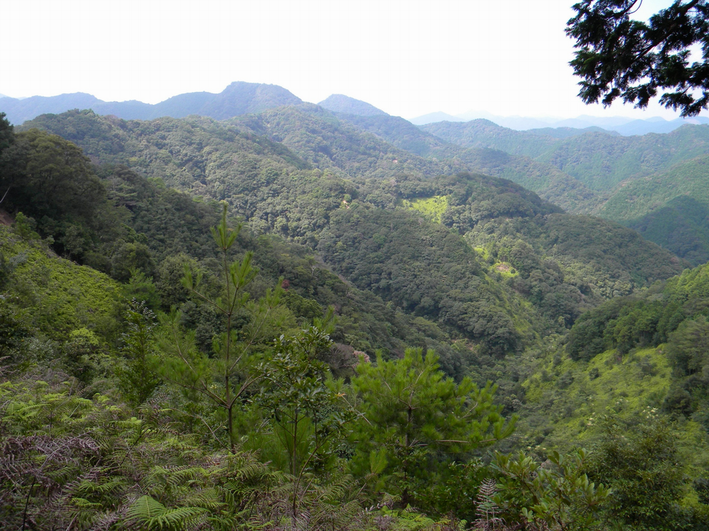 有田川周辺の山林（串本町）