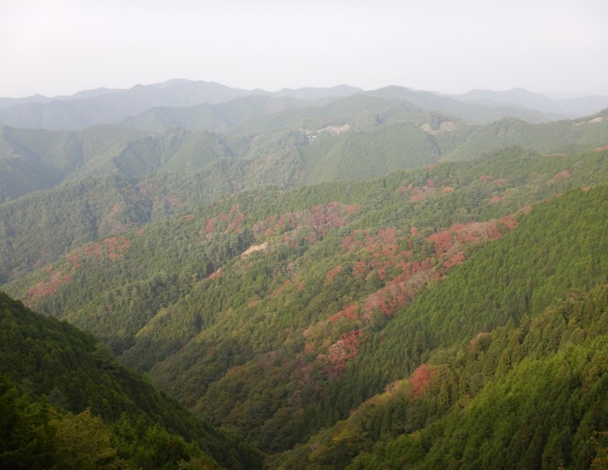 茶色く色褪せたナラ枯れの様子